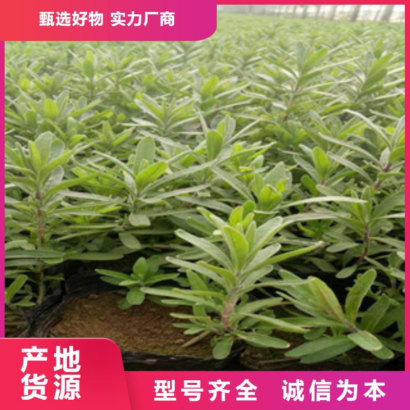 花海景观耐寒耐旱草花基地用心做品质