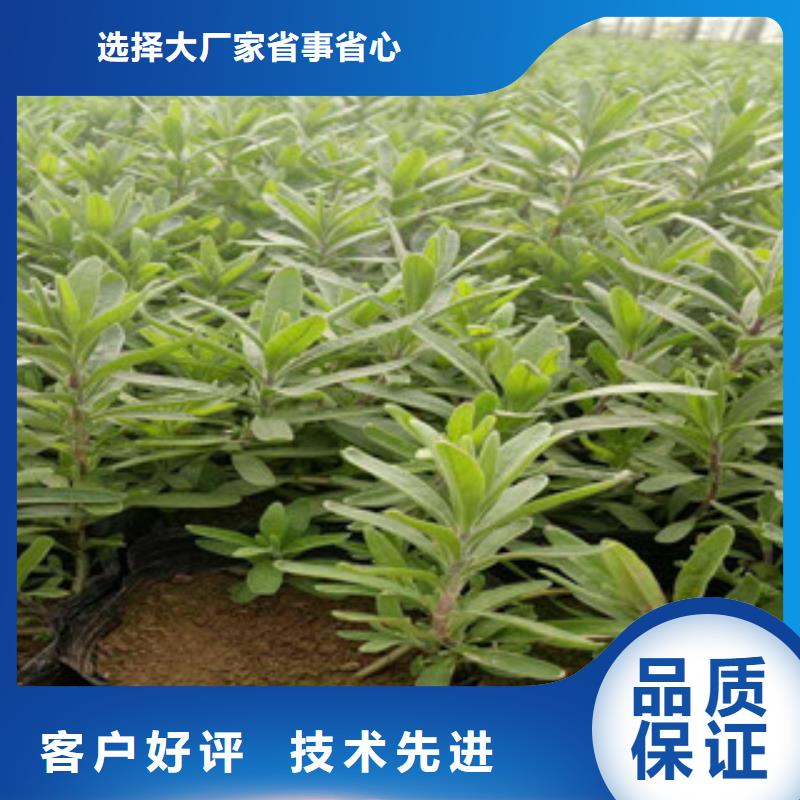 花海景观水生植物/荷花睡莲实拍品质保障