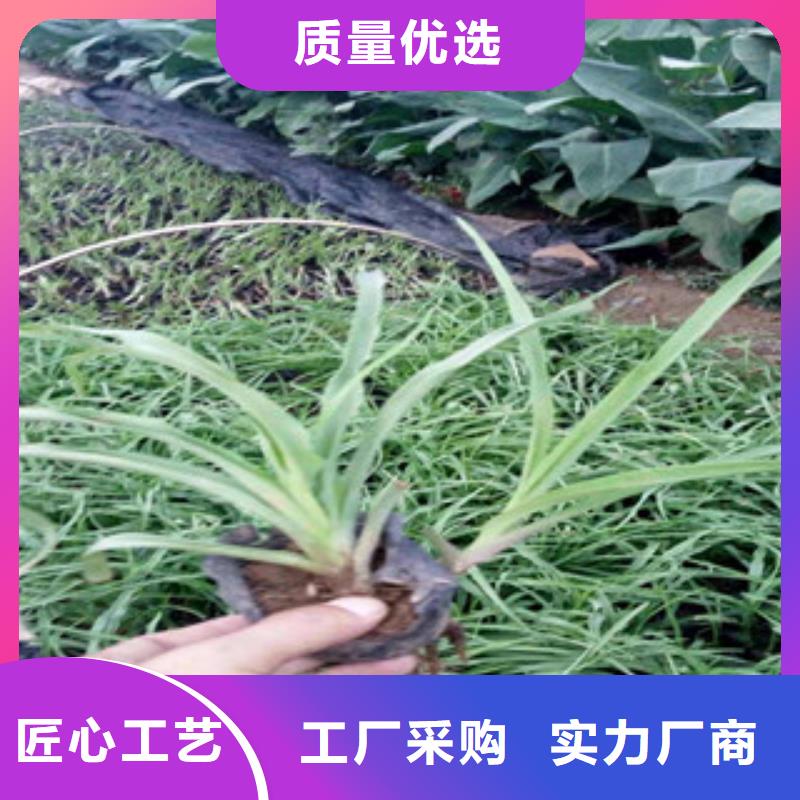 花海景观鲁冰花/粉黛乱子草48小时发货