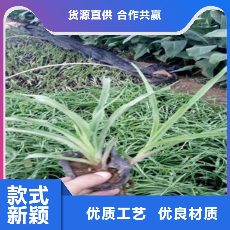 花海景观柳叶马鞭草/薰衣草支持加工定制