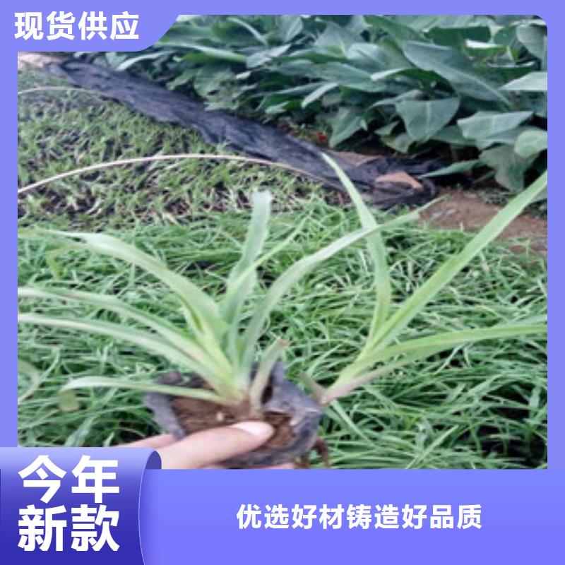 花海景观柳叶马鞭草/薰衣草敢与同行比价格