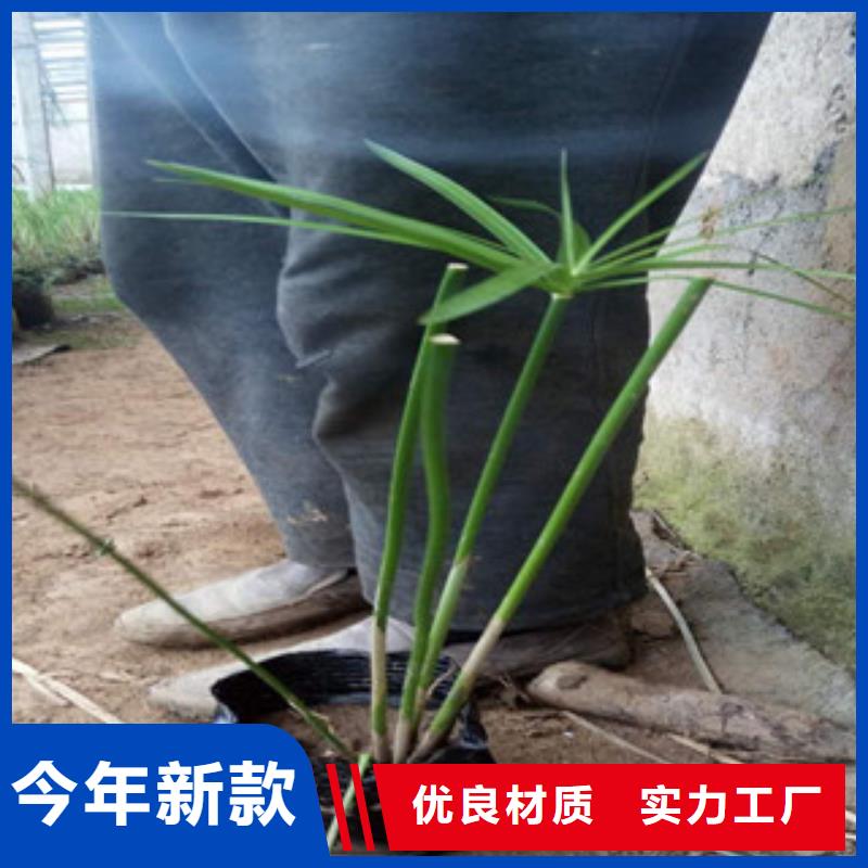 花海景观花海景观工程批发商