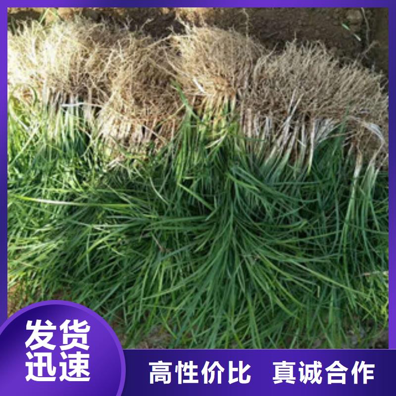 花海景观【花海景观工程】一站式采购商