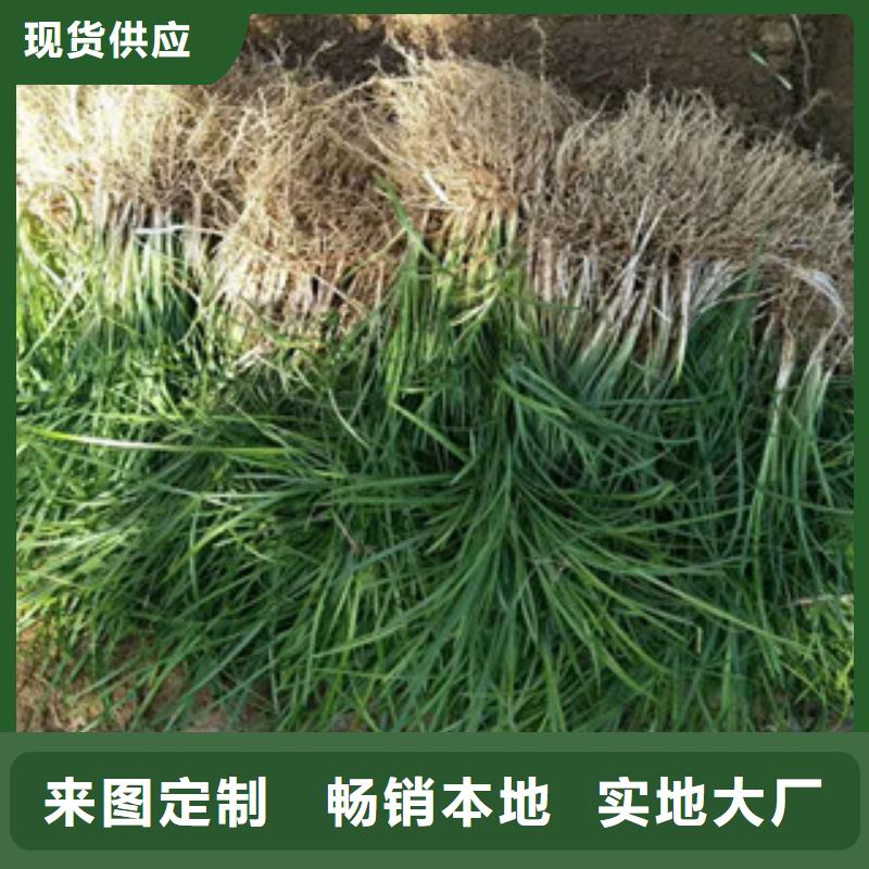 花海景观柳叶马鞭草/薰衣草支持加工定制