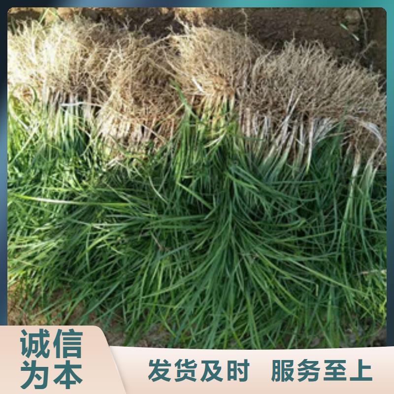 花海景观柳叶马鞭草/薰衣草敢与同行比价格