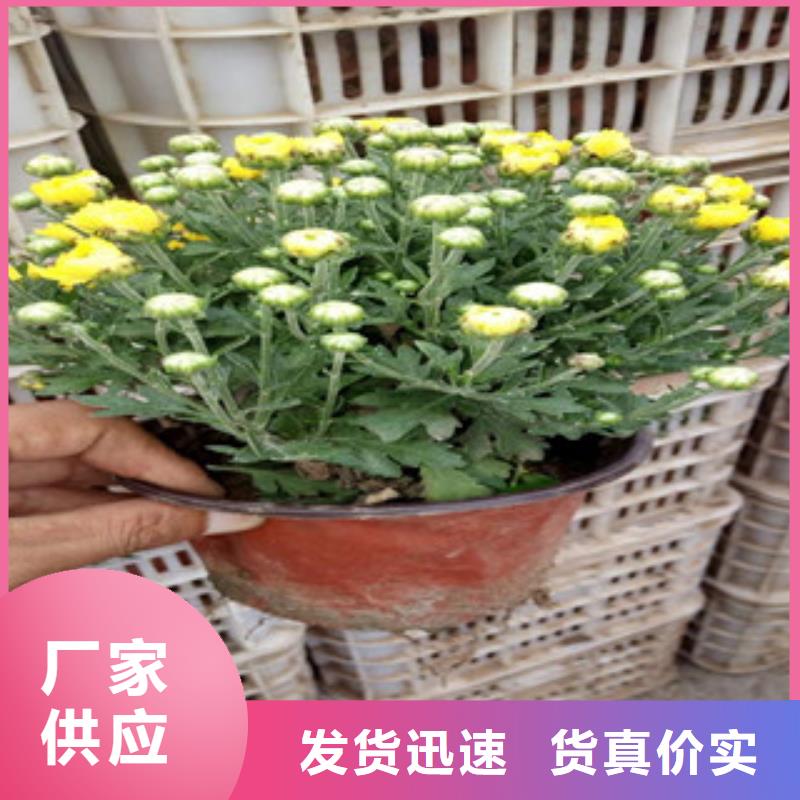 花海景观观赏草/蒲苇狼尾草满足客户需求