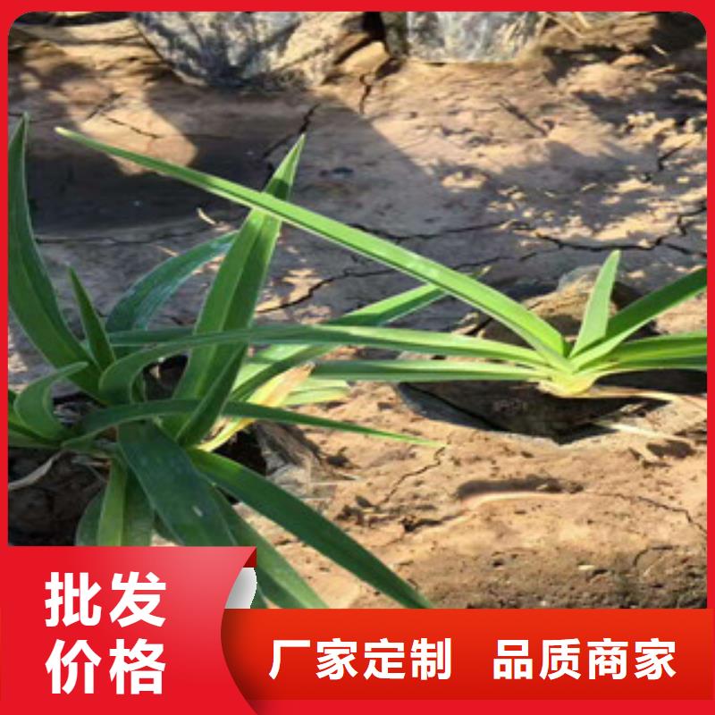 花海景观_水生植物/荷花睡莲种类齐全