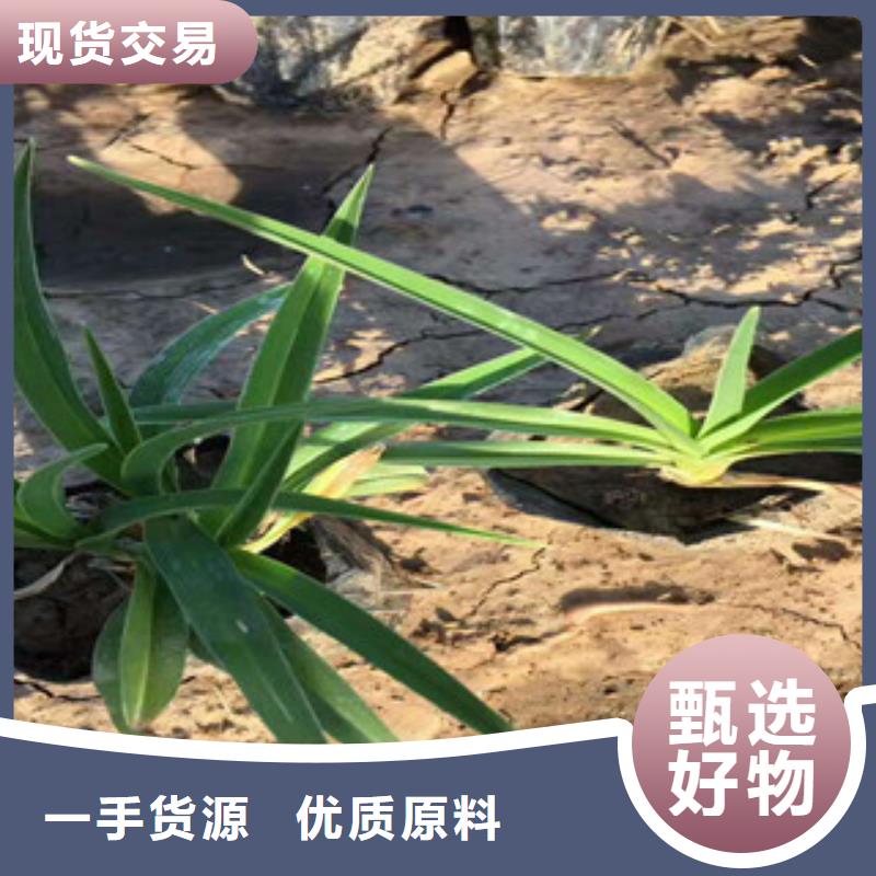 花海景观,水生植物/荷花睡莲种类齐全