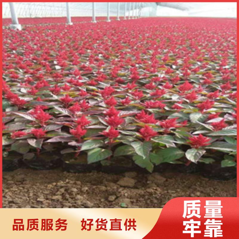 花海景观_水生植物/荷花睡莲让利客户