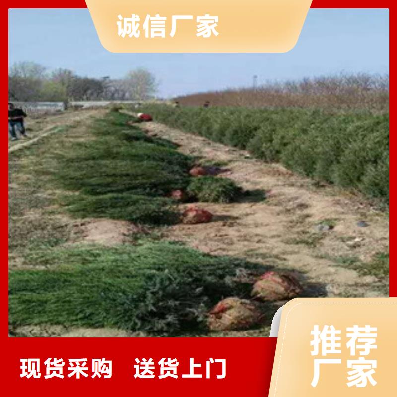 【花海景观柳叶马鞭草/薰衣草源头实体厂商】