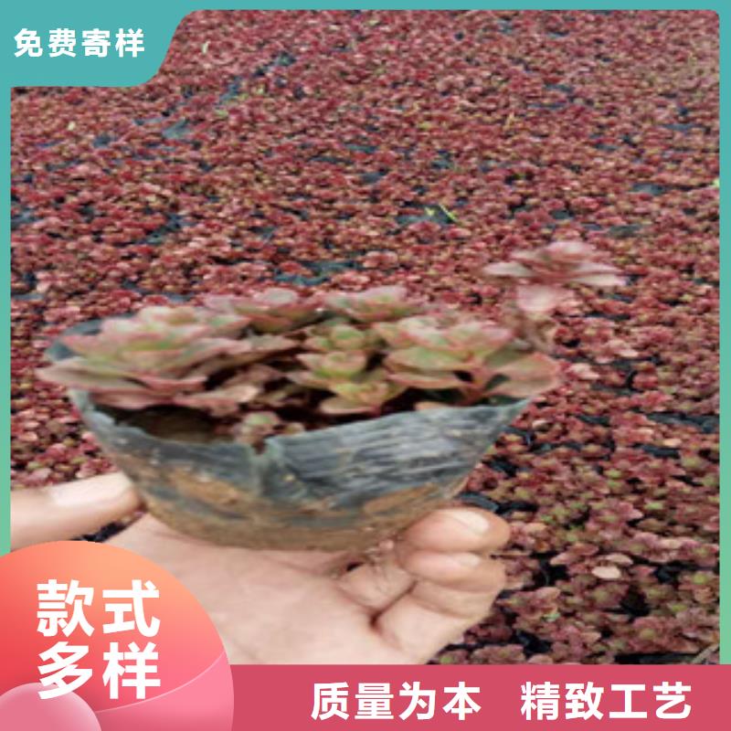 花海景观_水生植物/荷花睡莲种类齐全