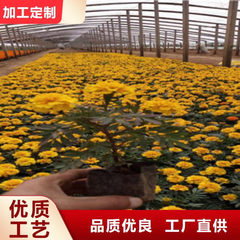花海景观水生植物/荷花睡莲用心细节