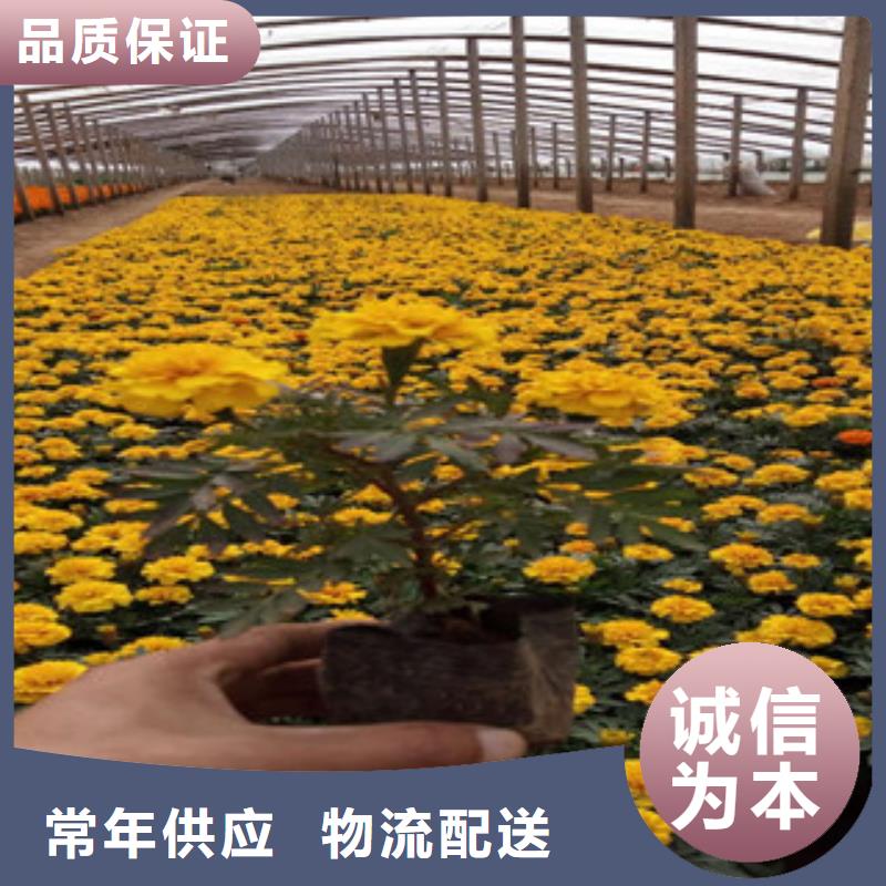 花海景观水生植物/荷花睡莲货源足质量好