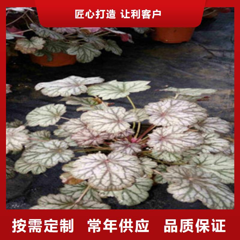 花海景观水生植物/荷花睡莲实拍品质保障