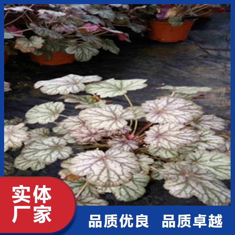 花海景观,水生植物/荷花睡莲种类齐全