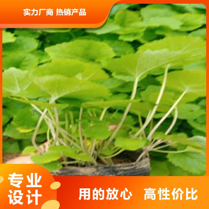 花海景观-【水生植物/荷花睡莲】适用范围广