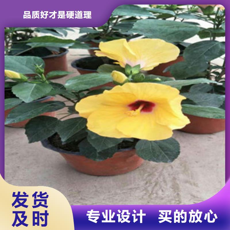 【花海景观耐寒耐旱草花基地敢与同行比价格】