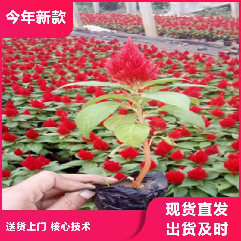 【花海景观耐寒耐旱草花基地敢与同行比价格】