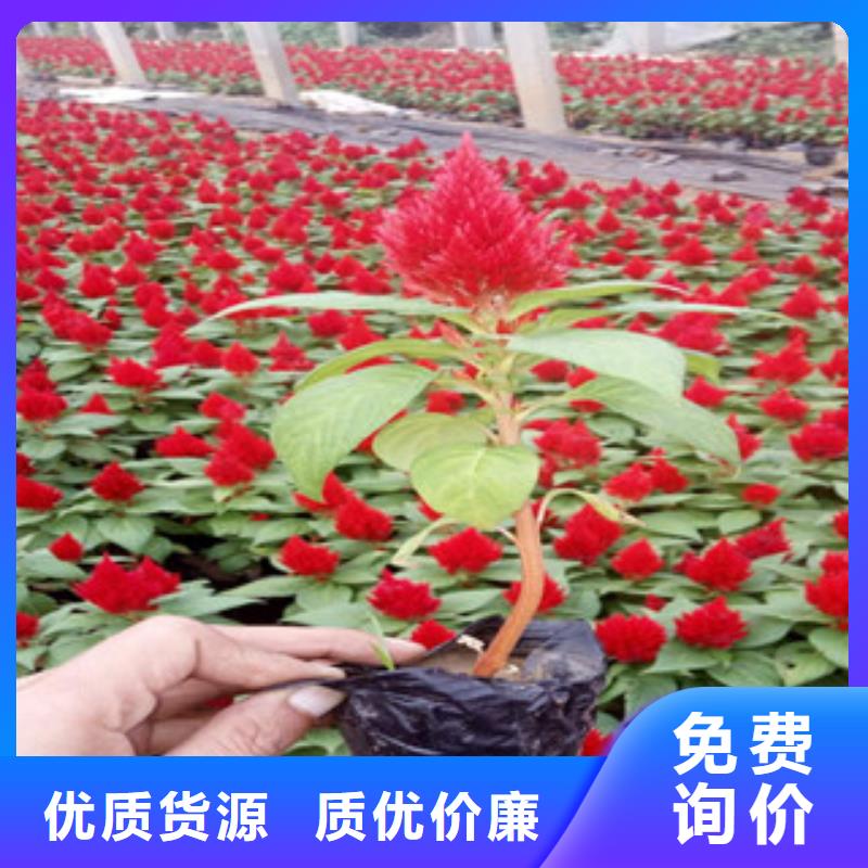 花海景观-耐寒耐旱草花基地实力优品