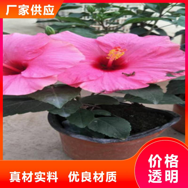 花海景观时令花卉/绿化草花价格使用寿命长久