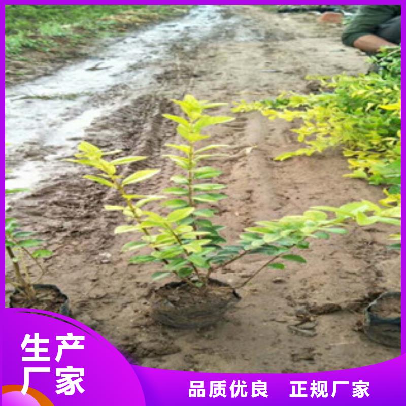 花海景观水生植物/荷花睡莲货源足质量好