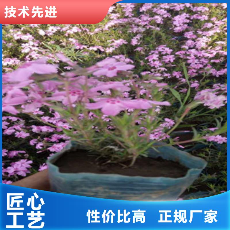 花海景观柳叶马鞭草/薰衣草敢与同行比价格