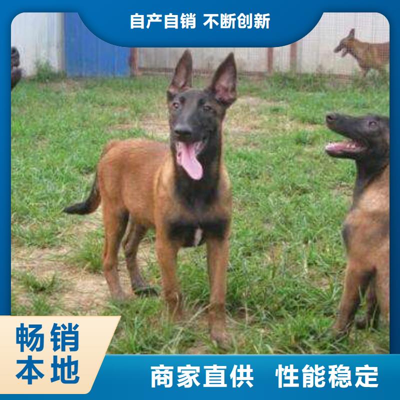 |海西|西宁|果洛|黄南|海东|玉树马犬_【卡斯罗犬】精致工艺-(一品)