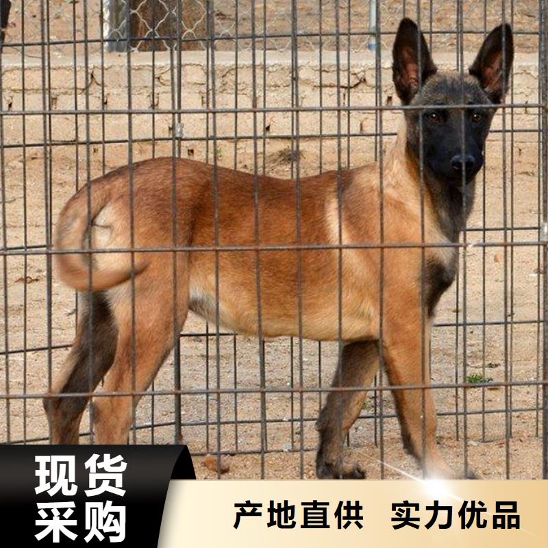 |海西|西宁|果洛|黄南|海东|玉树马犬_【卡斯罗犬】精致工艺-(一品)
