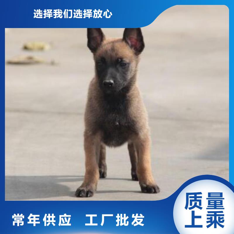 |海西|西宁|果洛|黄南|海东|玉树马犬_【卡斯罗犬】精致工艺-(一品)
