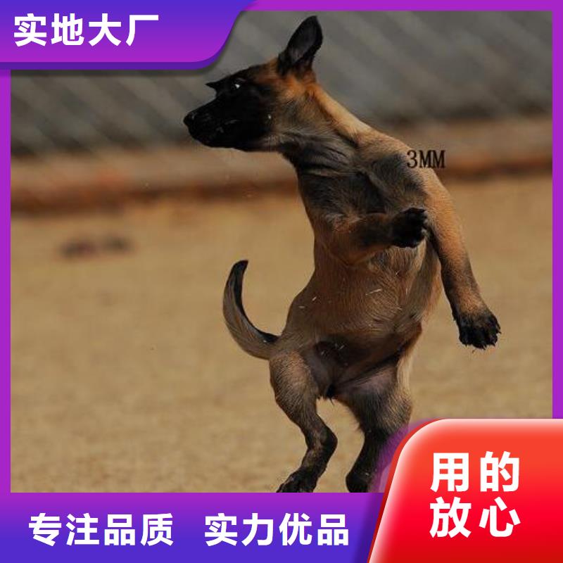 |海西|西宁|果洛|黄南|海东|玉树马犬_【卡斯罗犬】精致工艺-(一品)
