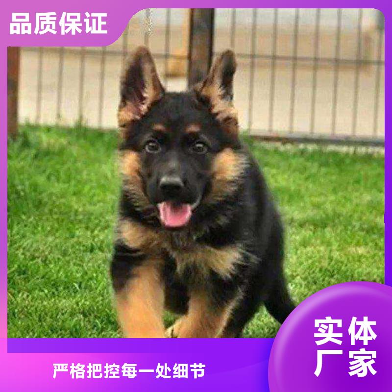 德国牧羊犬拉布拉多犬省心又省钱