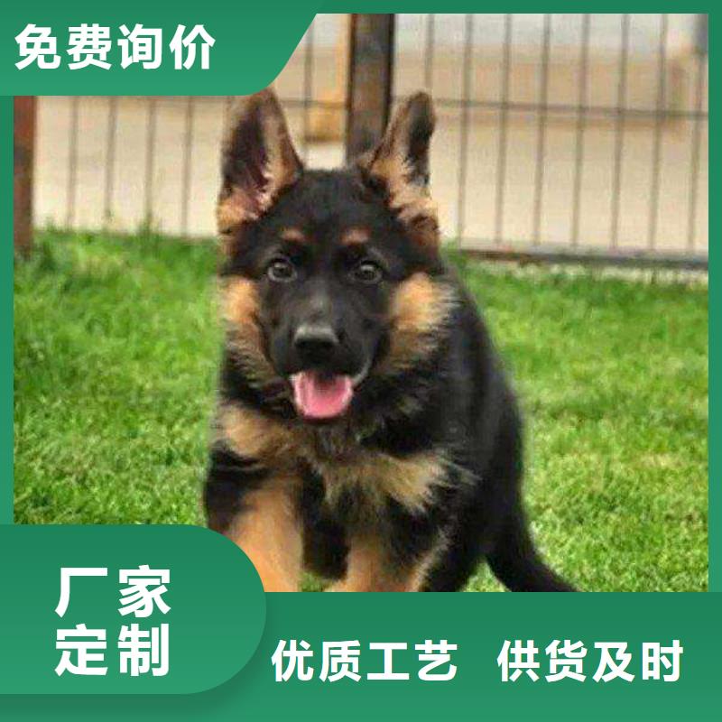 德国牧羊犬,杜高犬实力见证