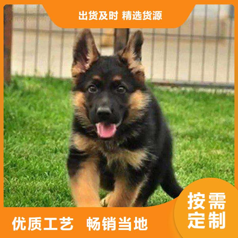 德国牧羊犬马犬层层质检