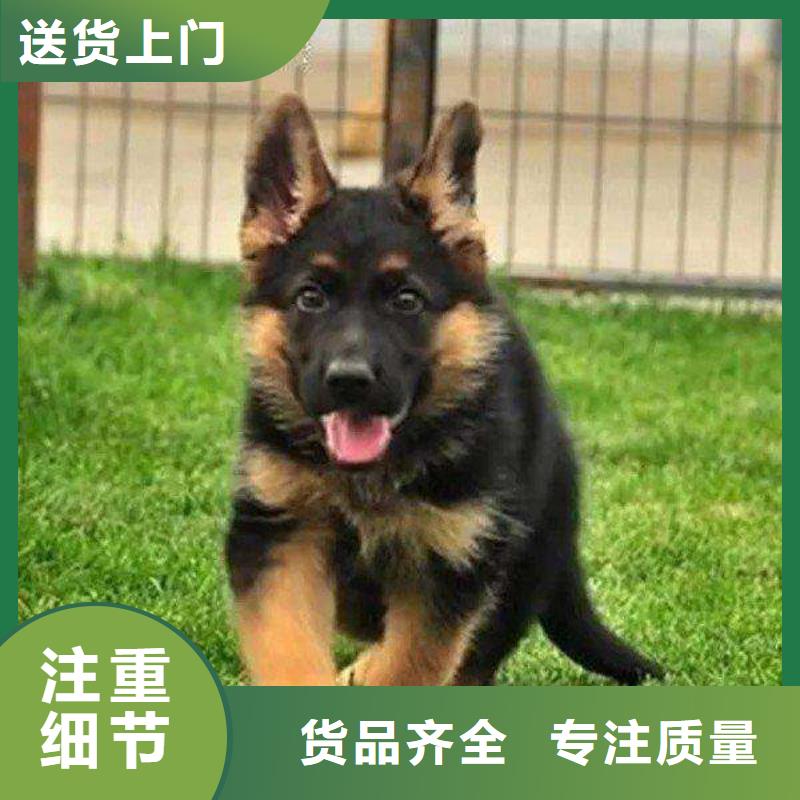 德国牧羊犬拉布拉多犬省心又省钱