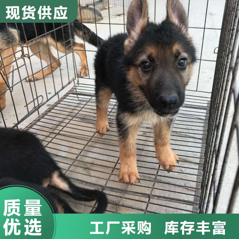 【德国牧羊犬杜高犬专业生产品质保证】