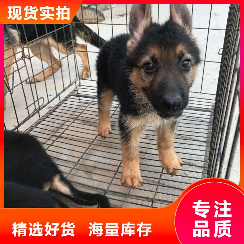 德国牧羊犬,拉布拉多犬专业生产品质保证