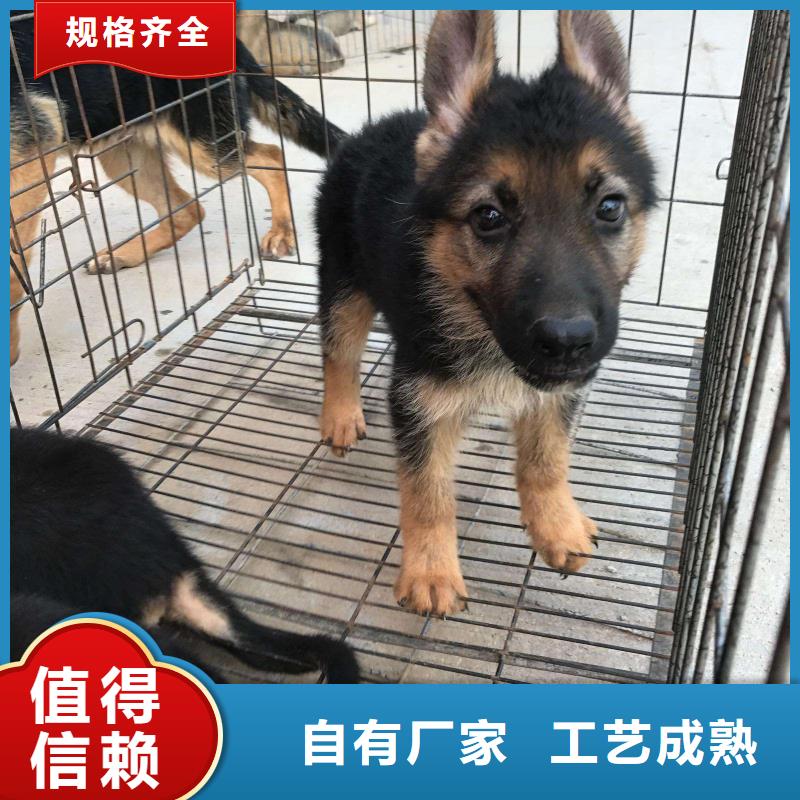 德国牧羊犬卡斯罗犬有实力有经验