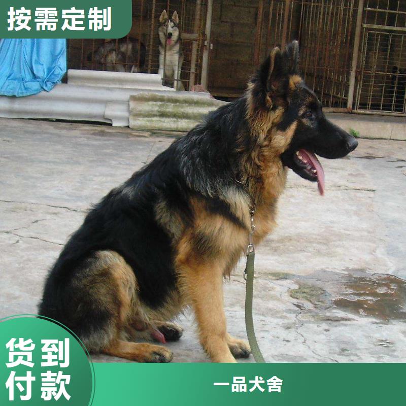 德国牧羊犬德牧犬匠心工艺