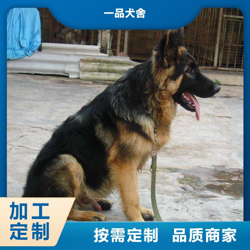 德国牧羊犬卡斯罗犬源厂直接供货