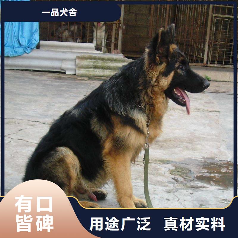 德国牧羊犬【杜宾犬】精挑细选好货