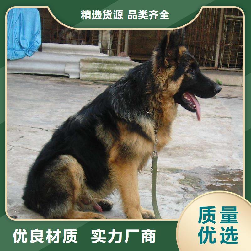 德国牧羊犬德牧犬匠心工艺