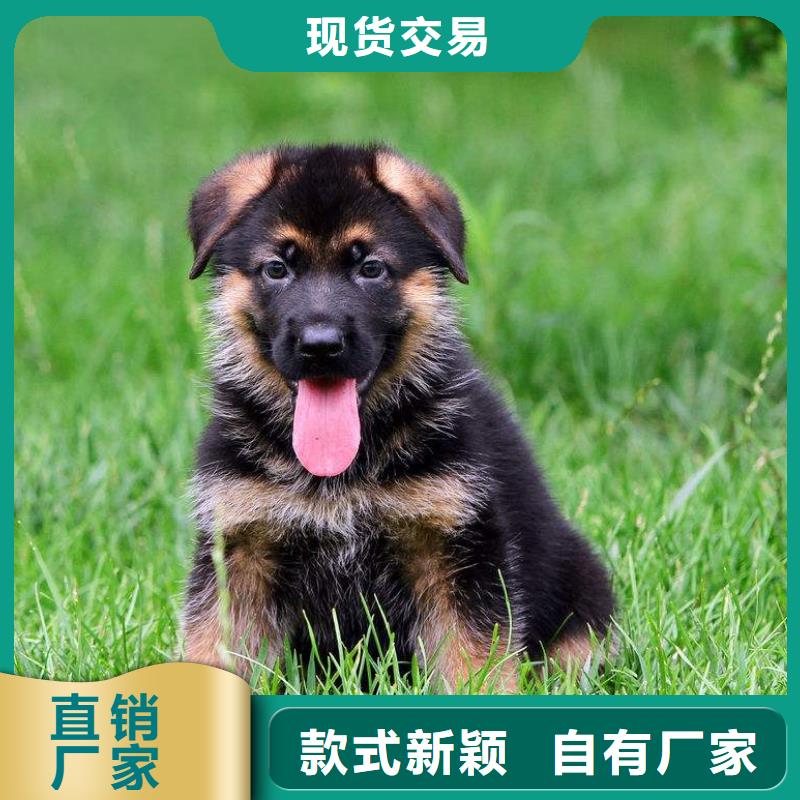 德国牧羊犬,拉布拉多犬专业生产品质保证