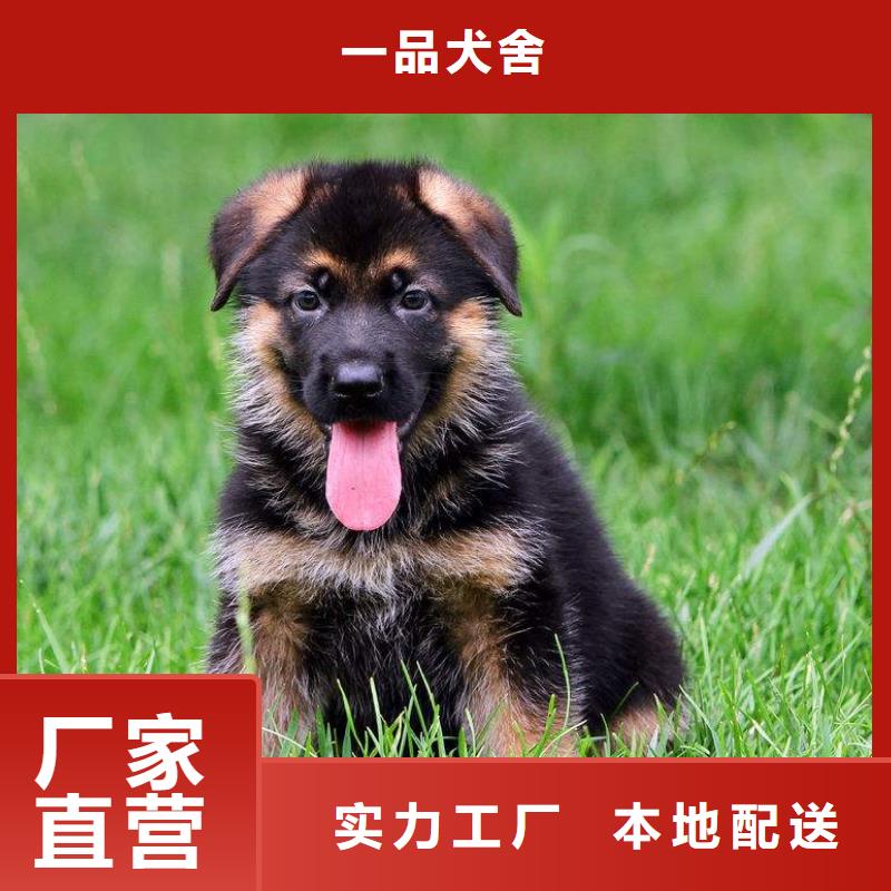 德国牧羊犬卡斯罗犬可零售可批发