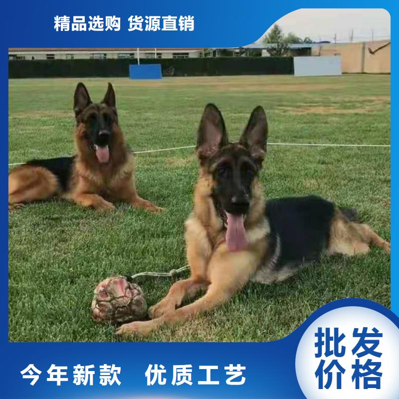 德国牧羊犬卡斯罗犬有实力有经验