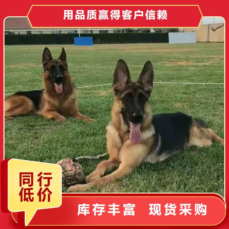 德国牧羊犬-罗威纳犬一站式采购商家