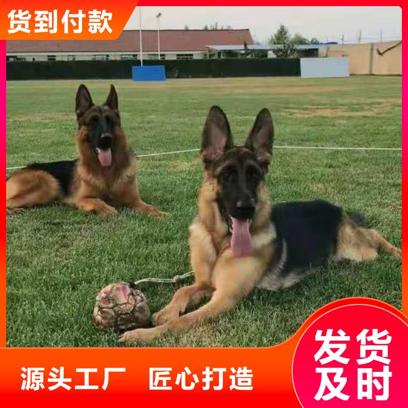 【德国牧羊犬】罗威纳犬多种工艺