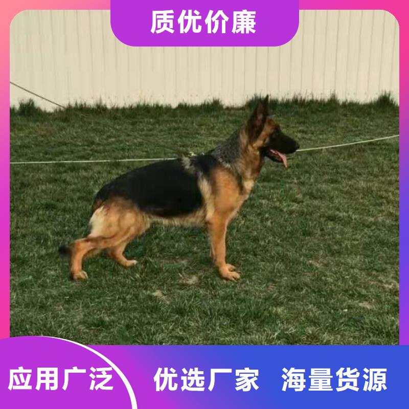 德国牧羊犬德牧犬来图定制量大从优