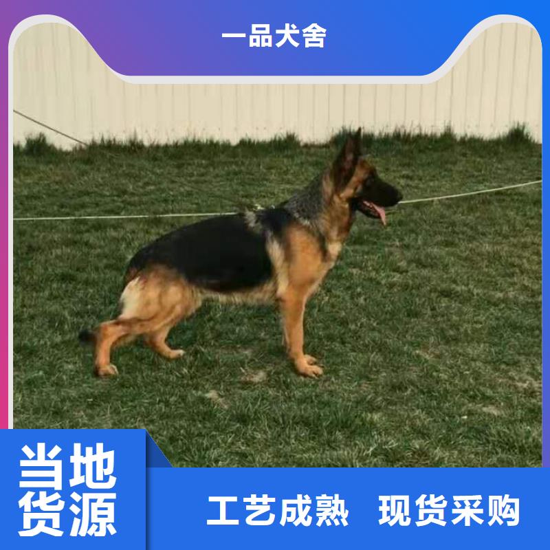 【德国牧羊犬】,黑狼符合行业标准