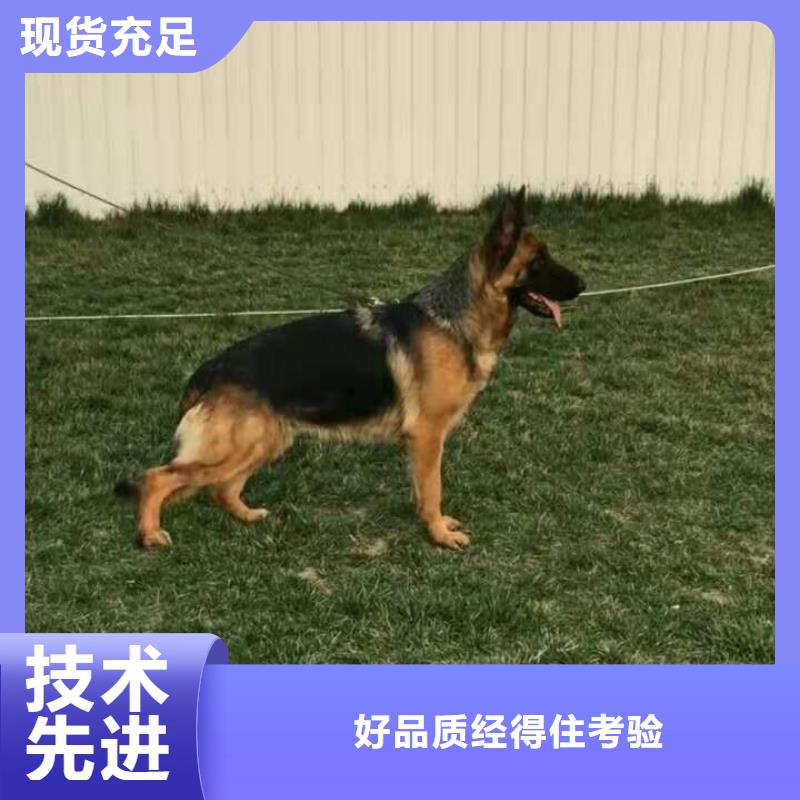 德国牧羊犬卡斯罗犬认准大品牌厂家