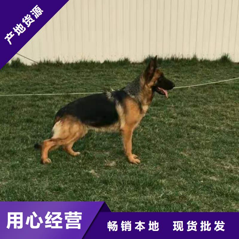 【德国牧羊犬】德牧犬源头工厂量大优惠